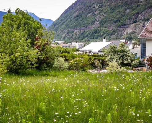 Wildblulmenwiese Volken Gartenbau Wallis Biodiversität